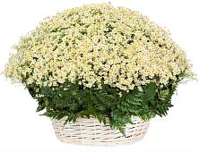 Цветочная композиция из Ромашки в корзине #REPLACE_PRED# Давыдовке